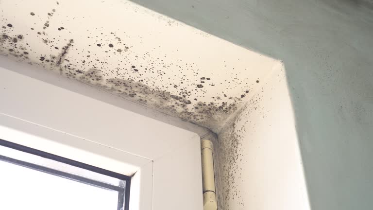 Best Mold Removal for HVAC Installations  in Mec, CA